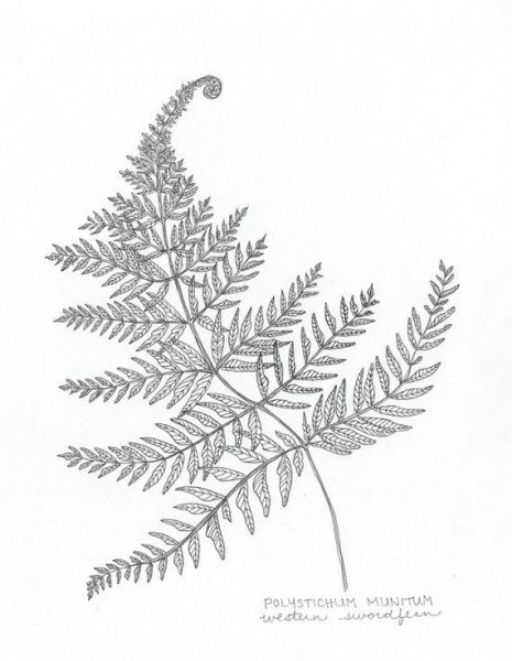 Лист папоротника гравюра