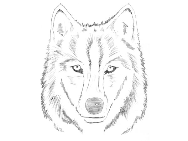 Рисунки Волков карандашом