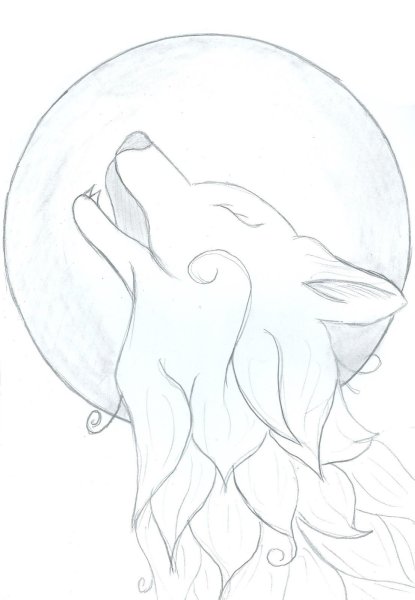 Волк для срисовки