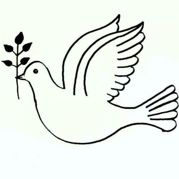 Голубь рисунок карандашом