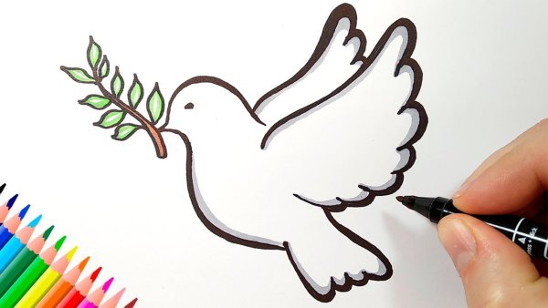 Поэтапное рисование голубя