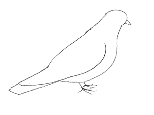 Голубь рисунок легкий