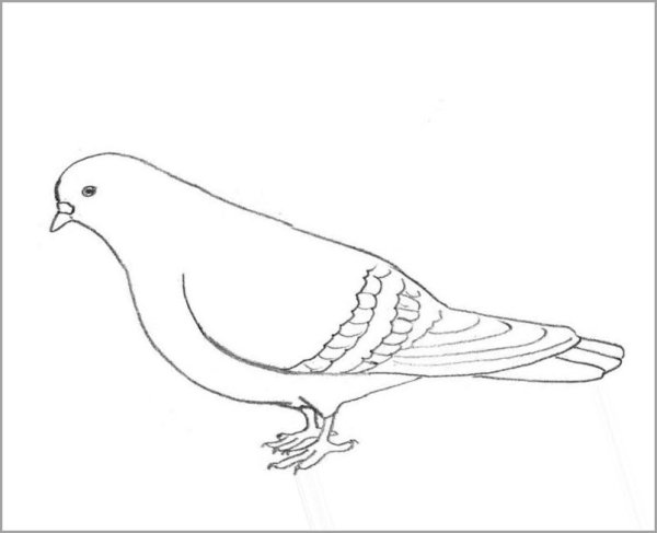 Голубь рисунок карандашом