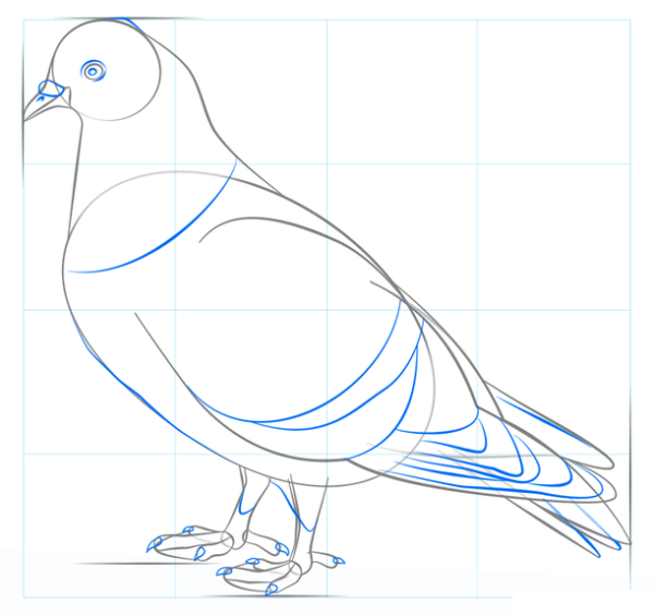 Поэтапное рисование голубя мира