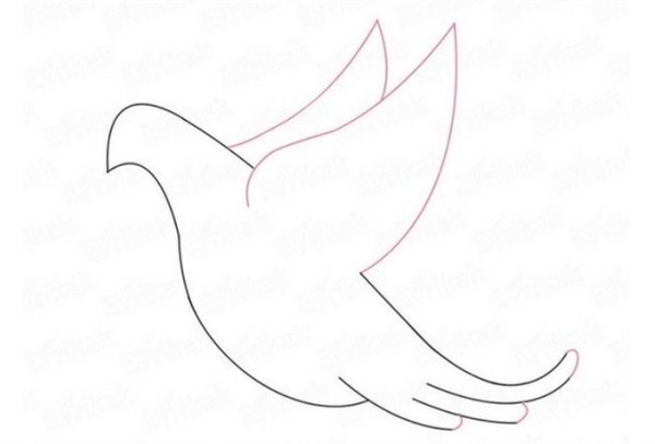 Этапы рисования голубя