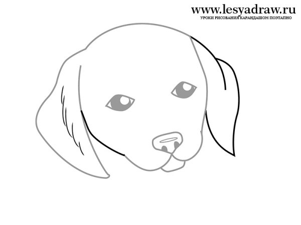 Собачки для срисовки