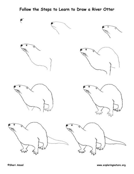 Нарисовать выдру поэтапно