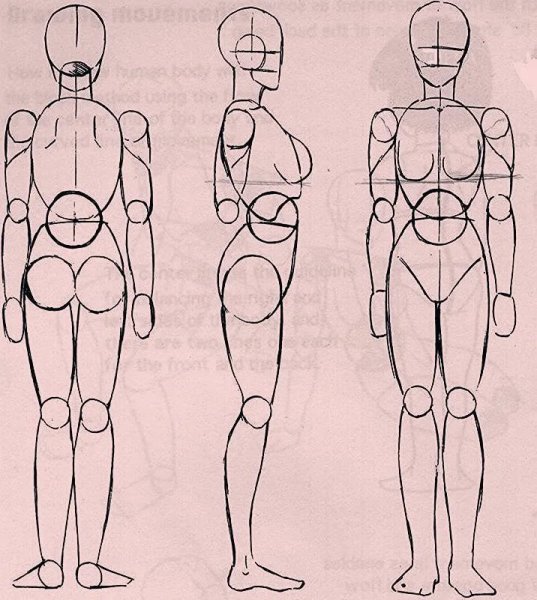 Анатомия человека для рисования