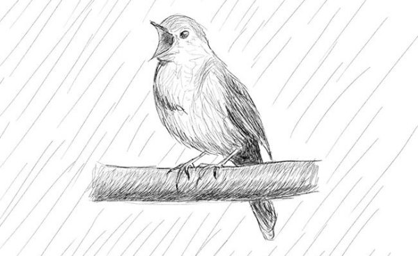 Соловей рисунок карандашом