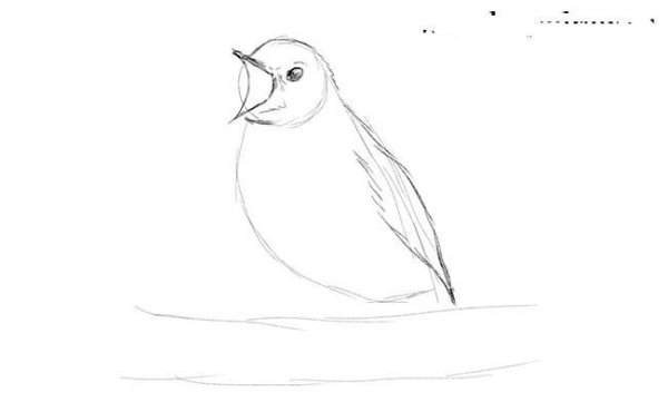 Соловей рисунок легкий