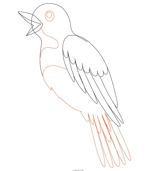 Птица рисунок карандашом для детей