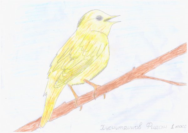 Соловей рисунок