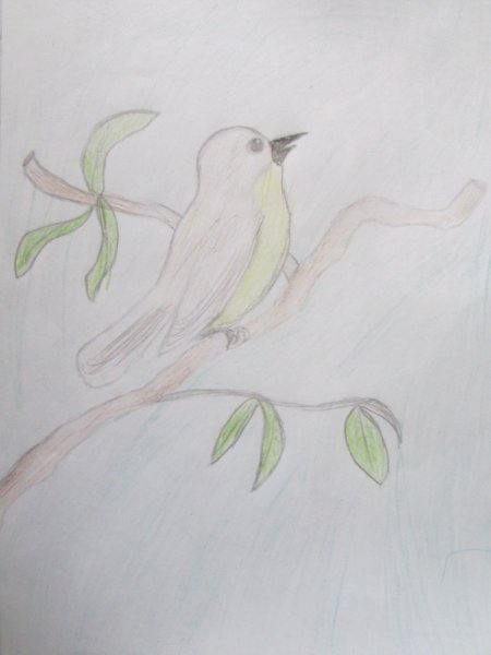 Соловей раскраска для детей