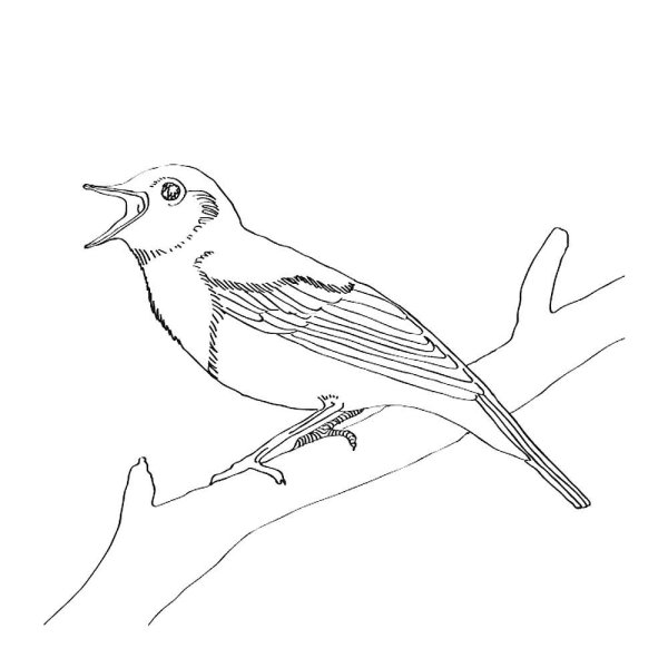 Этапы рисования скворца