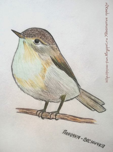 Жаворонок раскраска