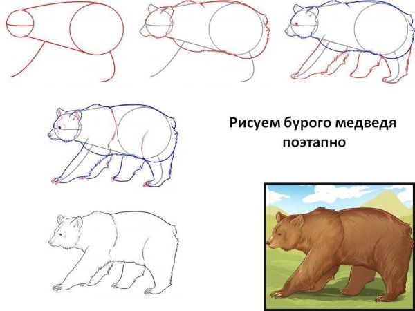 Медведь рисунок карандашом для детей легкий