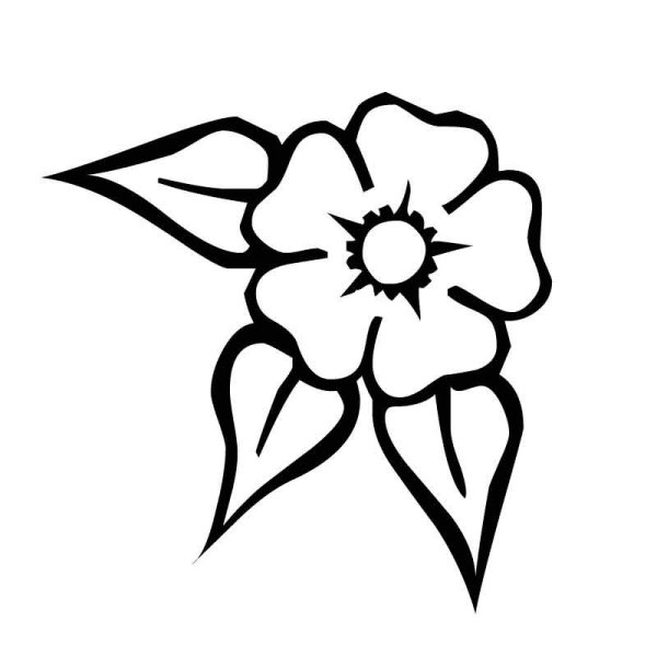 Цветы рисунок карандашом