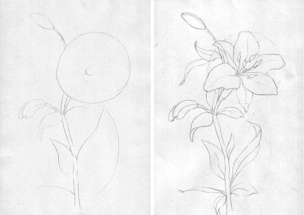 Цветы карандашом для начинающих