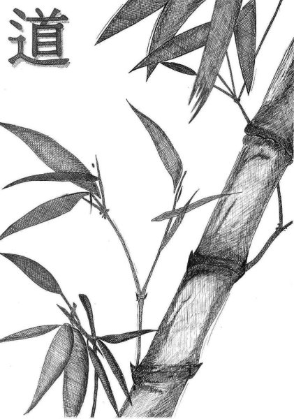 Бамбук рисунок карандашом