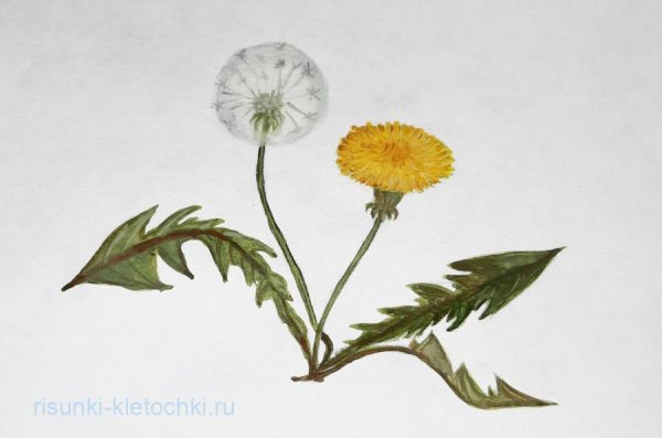 Одуванчик туториал