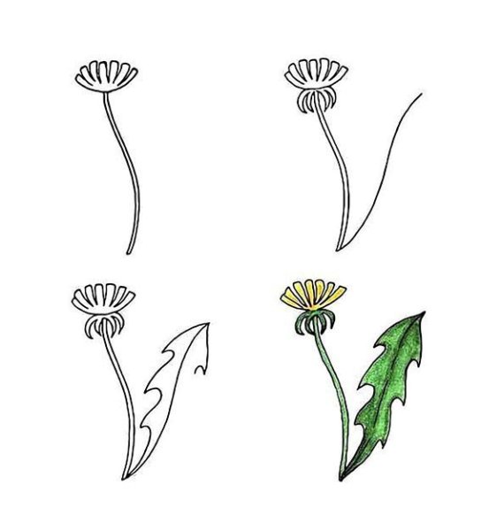 Одуванчик карандашом