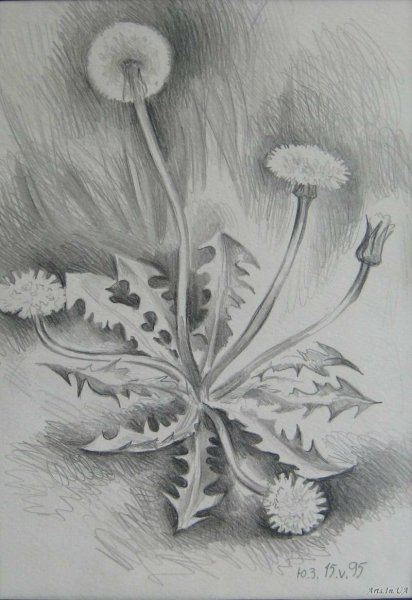 Зарисовки цветов и растений