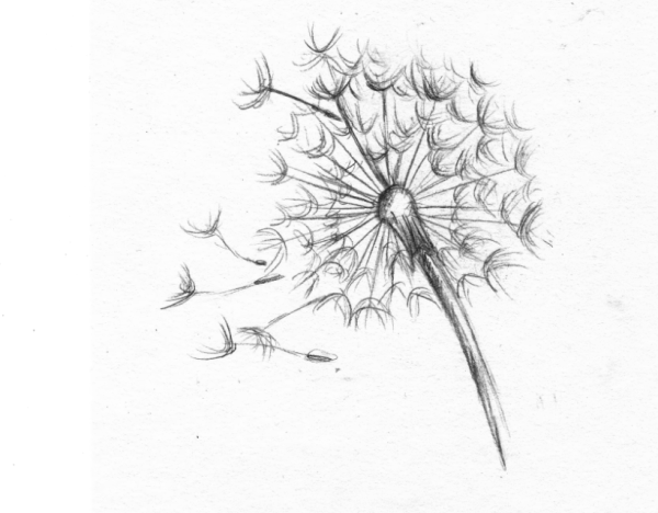 Нарисовать одуванчик карандашом