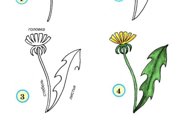 Одуванчик рисунок карандашом