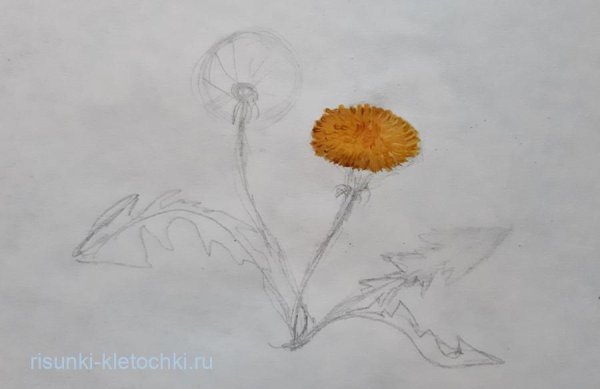 Одуванчик рисунок карандашом