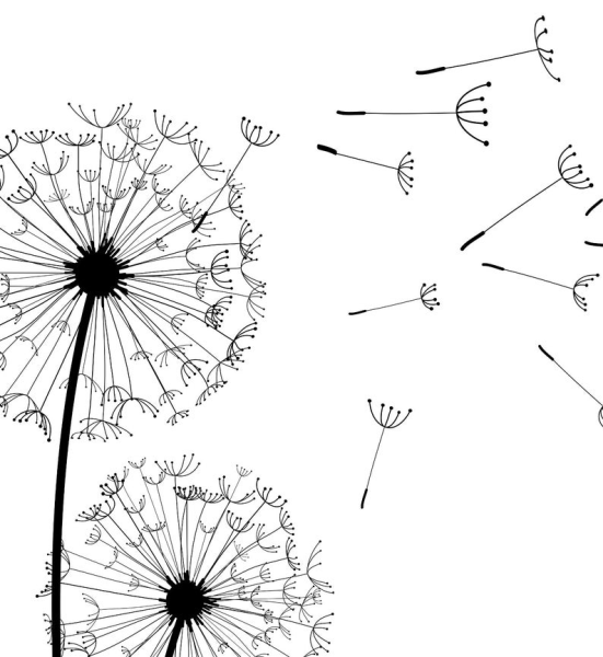 Одуванчик рисунок пошагово