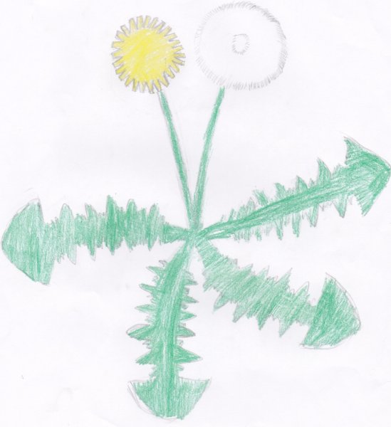 Одуванчик карандашом