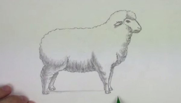Овца для срисовки карандашом