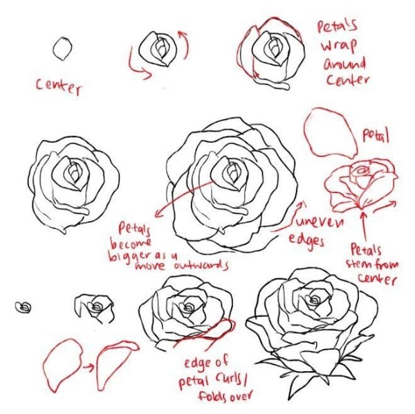 Лёгкий рисунок розы для срисовки