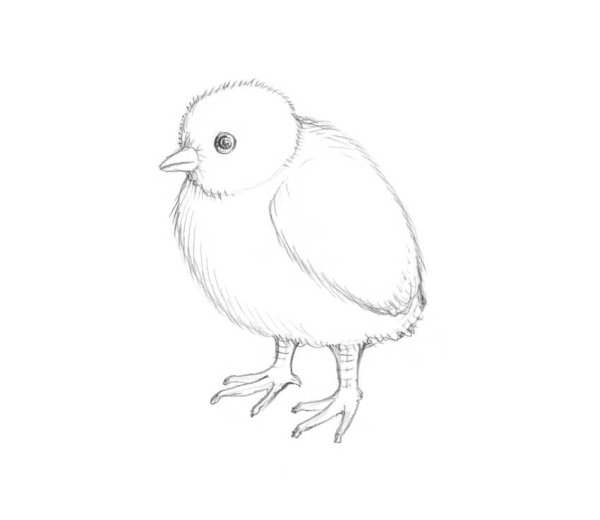 Рисунок штрихами цыпленок