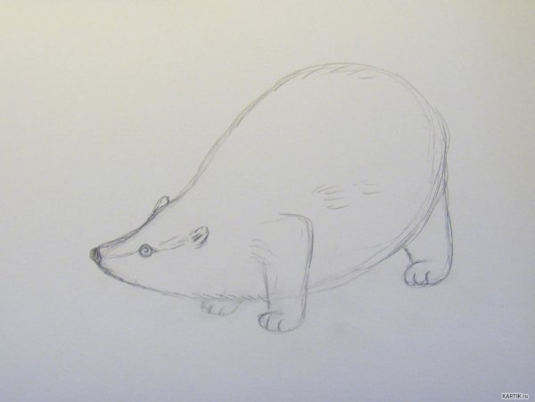 Нарисовать барсука для детей