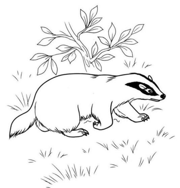 Паустовский барсучий нос раскраска