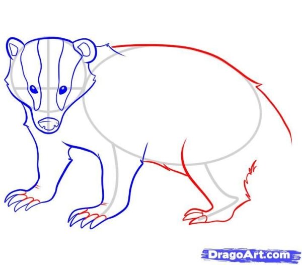 Рисунки барсука легкие