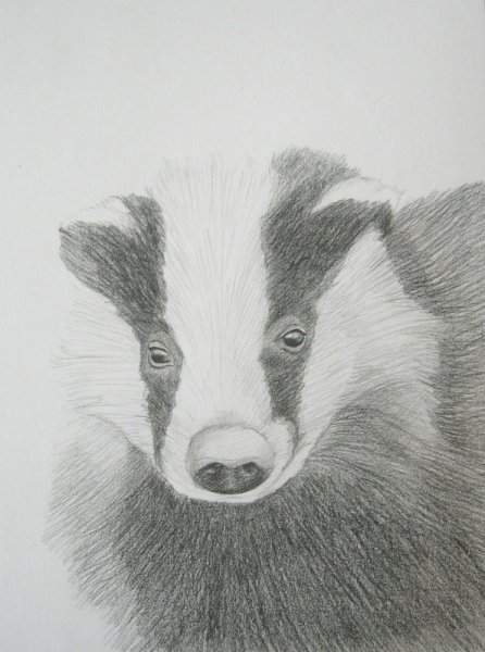 Барсук карандашом