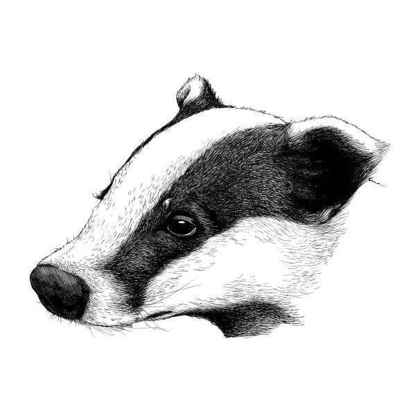 Badger Art