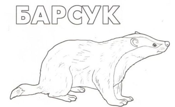 Барсук медоед раскраска
