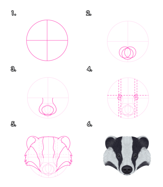 Как нарисовать барсука поэтапно