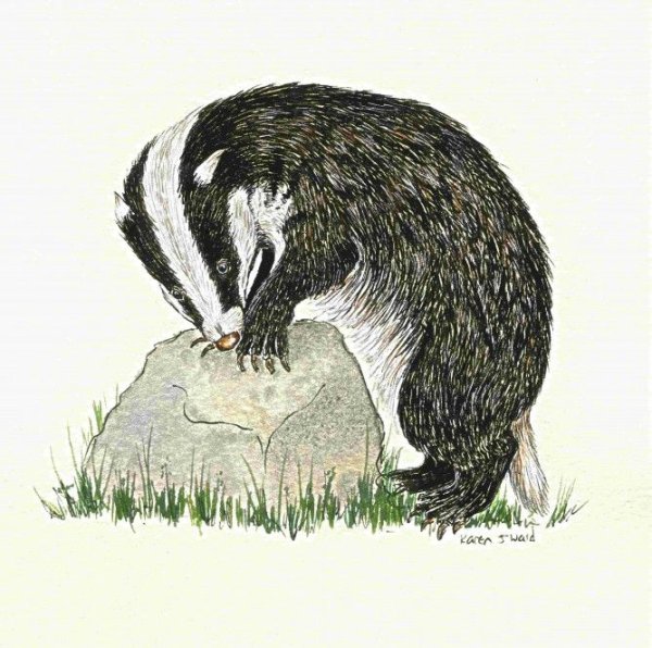 Енот медоед