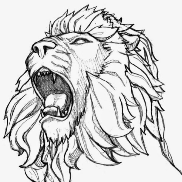 Лев эскиз легкий
