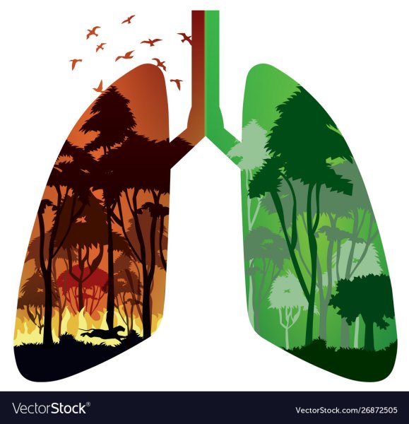 Деревья легкие планеты