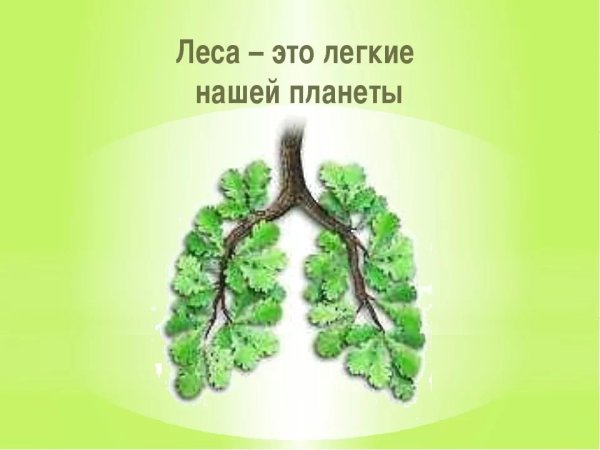 Леса легкие планеты