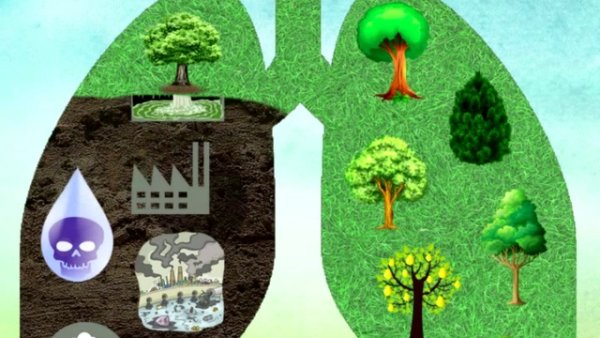 Легкие человека деревом