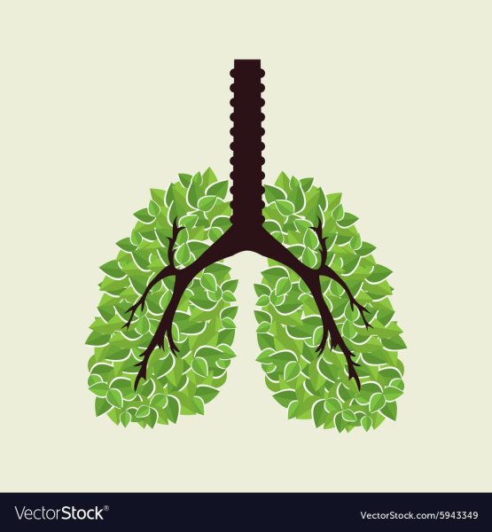 Лёгкие человека в форме дерева