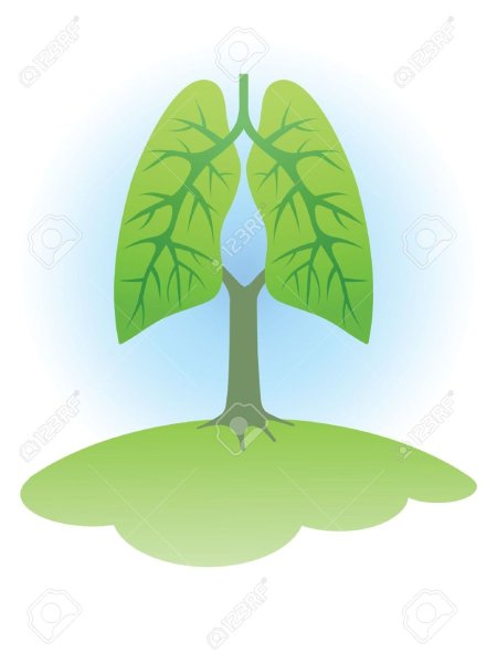 Легкие в виде дерева