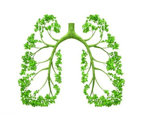 Легкие дерево