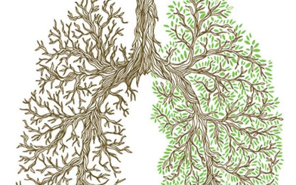 Дерево на земном шаре